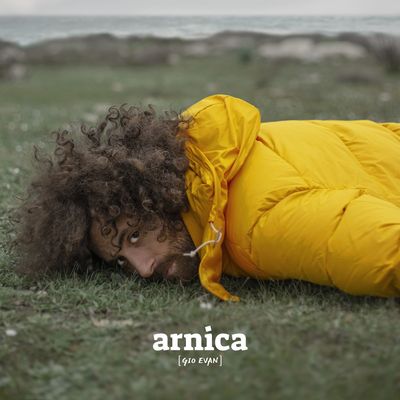 Arnica