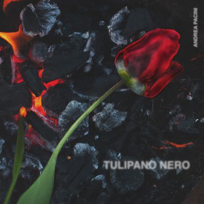Tulipano Nero